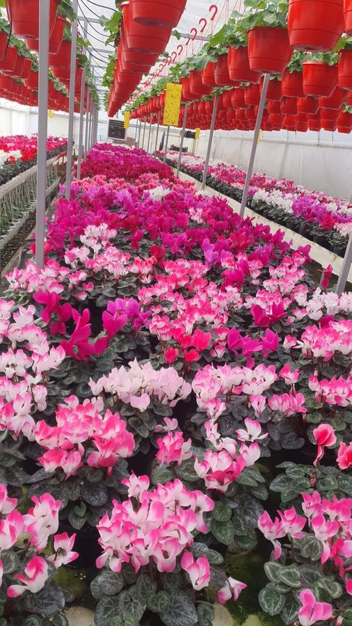 Cyclamen colorat în seră