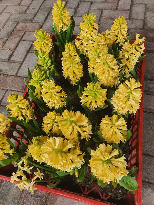 Flori de primavara colorate, producator local Craiova