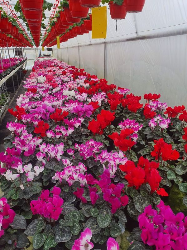 Flori de sezon cultivate in sera Golumbu