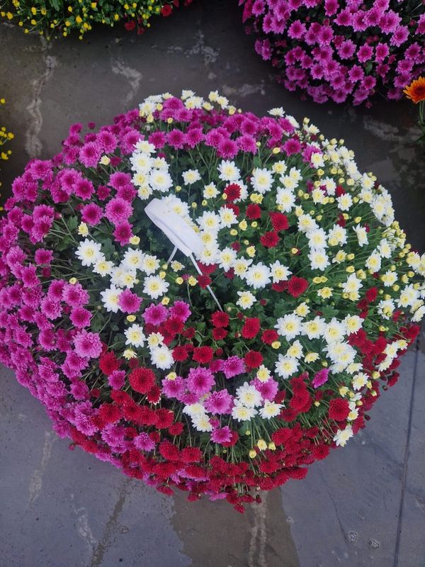 Plante ornamentale crescute in sere proprii