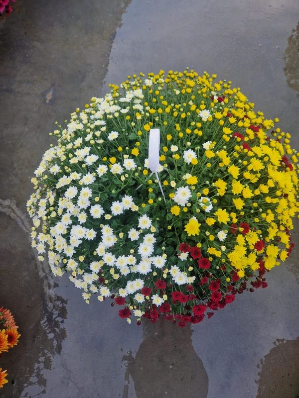 Aranjament floral cu ciclamen si muscate