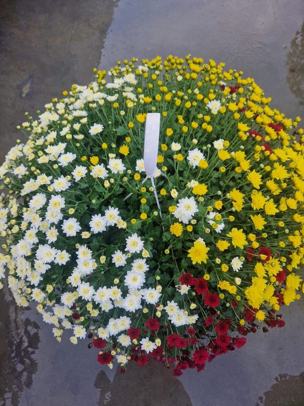 Flori multicolore in ghivece, sera Dudas Dolj