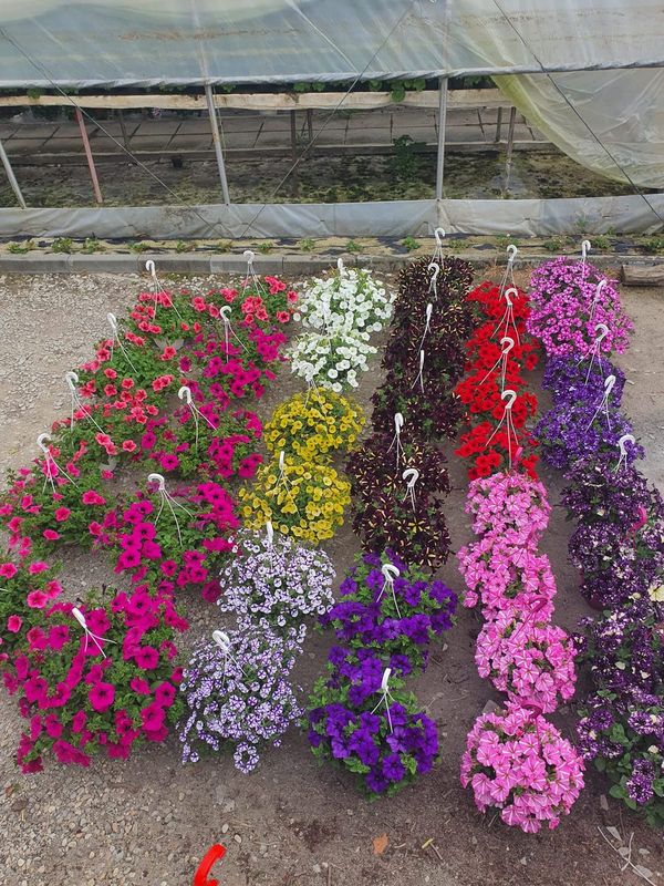 Sera Dudas Golumbu - vedere generala cu flori colorate