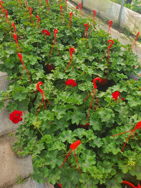 Muscate rosii in sera Dudas, Farcas, Dolj