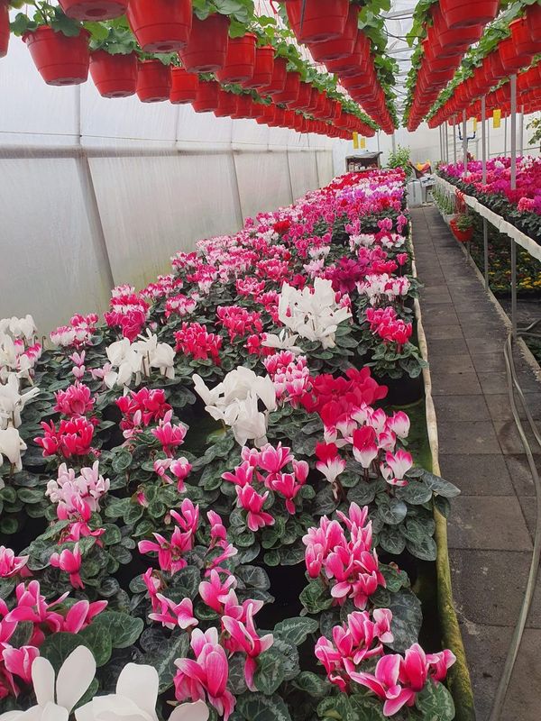 Flori ornamentale de sezon, producator local Dolj